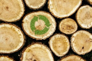 Sustainable-wood-e1510743962845